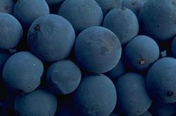 Blueberry Wine