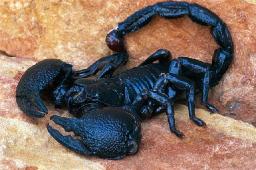 Giant Emperor Scorpion