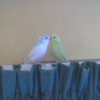 budgies_1