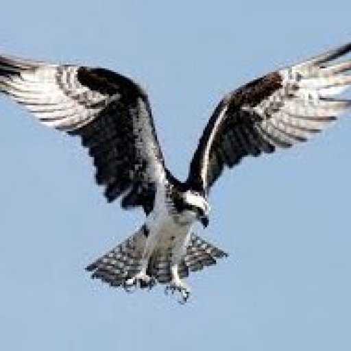 Osprey 